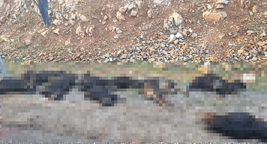 Düşen yıldırım 17 koyunu telef etti
