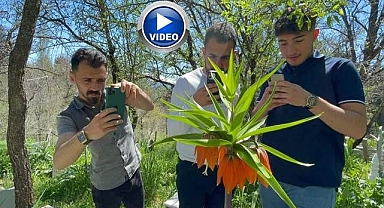 ‘Hüzün Çiçeği’ni koparanlara ceza