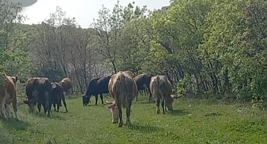 İneklerini otlatırken başına öyle bir şey geldi ki...