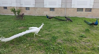 Kamyonun kasasından kaçak tavus kuşları çıktı