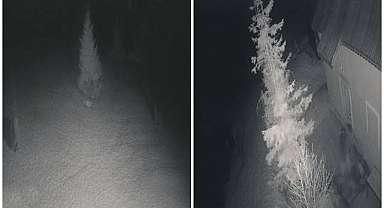 Kış uykusundan uyanıp yiyecek aradı