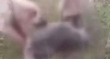 Kurdu köpeklere boğdurup leşini yakan cani gözaltında
