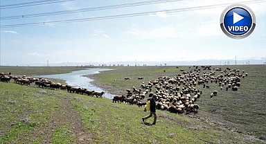 Meralar hayvanlarla şenlendi