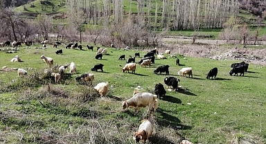 Meralar hayvanlarla şenleniyor