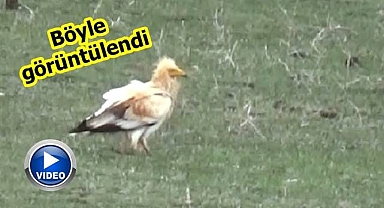 Nesli tükenme tehlikesi altında!
