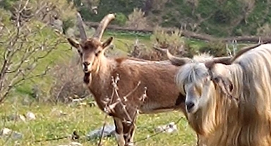 Sürüye karışan dağ keçisini çoban yakaladı