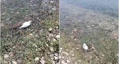 Toplu ölümler paniğe neden oldu