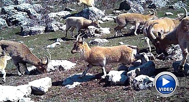 Yaban keçileri fotokapana yansıdı