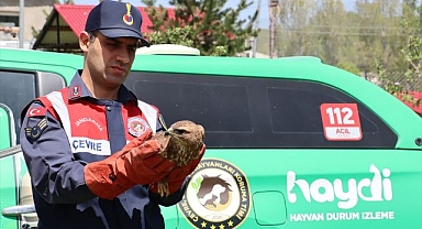 Yaralı bulunmuştu! Tedavi altına alındı