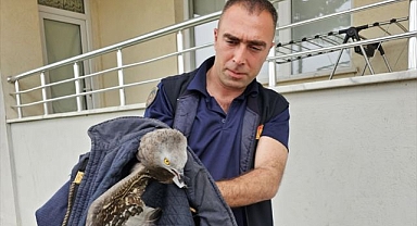 Yaralı halde bulunmuştu! Koruma altına alındı