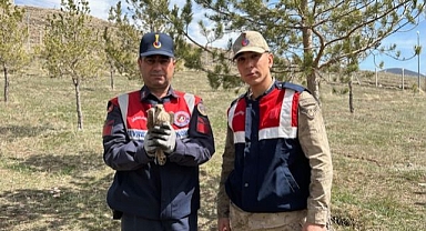 Yaralı kuşlara Jandarmadan yardım eli