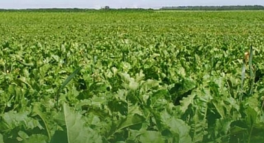 Yerli şeker pancarı tohumu tescil aldı