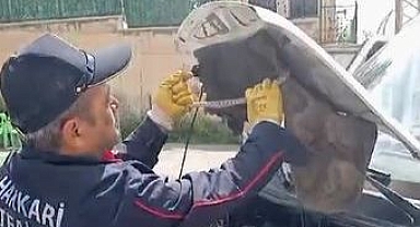1 metre boyuyla görenleri şaşırttı