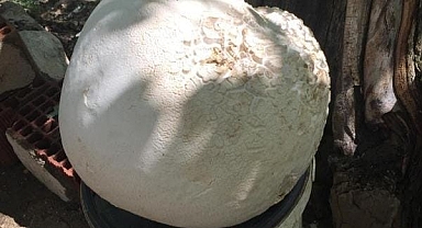 13 kilogramlık dev mantar şoke etti!
