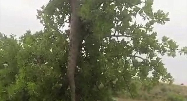 2,5 metrelik yılan şoke etti!