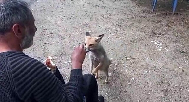 Aç kalan tilki çay ocağının maskotu oldu