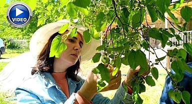 Ani hava değişimleri dut ağaçlarını vurdu
