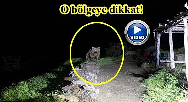 Ayılar kış uykusundan uyandı