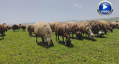 Besiciler yaylaya çıkmaya başladı