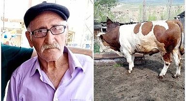 Boğanın saldırısına uğrayan yaşlı adam feci şekilde can verdi