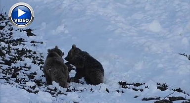 Boz ayıların kar eğlencesi kamerada