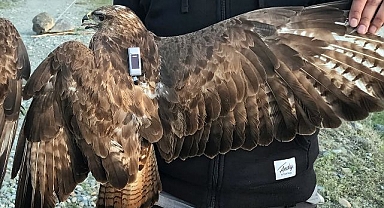 Bozkır şahininin iki yıllık göç rotası