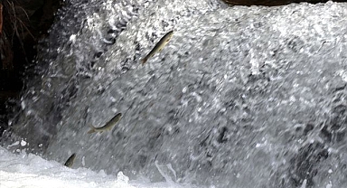 Derelerde göç hızlandı!