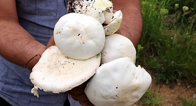 Doğadan toplanan mantarlara dikkat