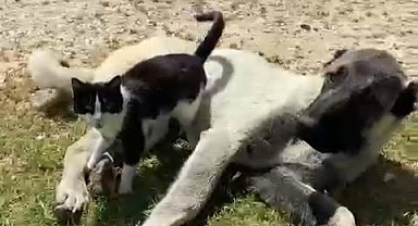 Dostlukları yüzleri gülümsetti