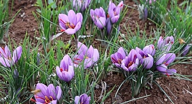 Dünyanın en pahalı baharatı! Kilosu 200 bin lira...