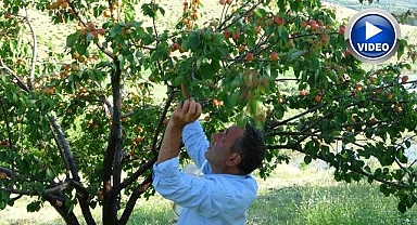 Erkenci kayısıda hasat zamanı