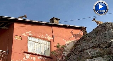 Evlerin çatısına çıkmaya başladılar