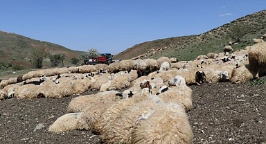 Hayvanların sağlığı için dağları aşıyorlar