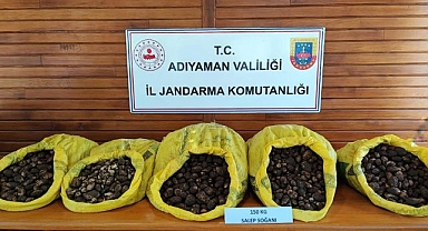 İzinsiz toplarken suçüstü yakalandılar