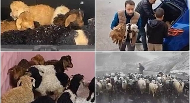 Kara yakalanan kuzuların imdadına okul müdürleri yetişti
