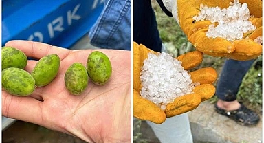 Kayısıyı dolu vurdu, üretici tedirgin!