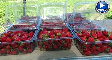 “Kırmızı elmas’ hasadı başladı