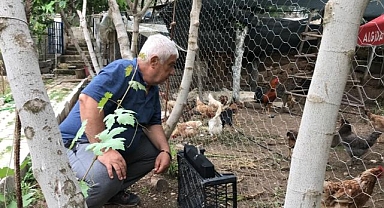 Tavuklara klasik müzik dinleterek verimi 4'e katladı