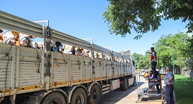 Kurban pazarına gitmek için yola çıktılar