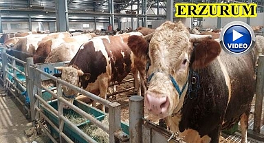 Kurban pazarında hareketlilik başladı