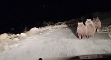 Otomobiliyle giderken yolunu ayılar kesti