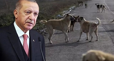 Sokak hayvanları için düzenleme geliyor