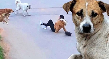 Sokak köpekleri uyutulacak mı? İşte TBMM'ye sunulan taslak metindeki maddeler