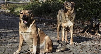 Sokak köpekleriyle ilgili düzenleme Meclis'e geliyor