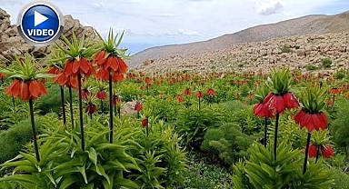 Ters laleler dağlara renk kattı