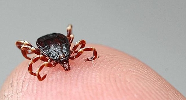 Uzmanlardan kene uyarısı: “Kesinlikle çıplak elle dokunmayın”