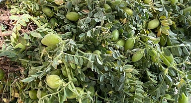 Yeşil nohut tezgahlardaki yerini aldı