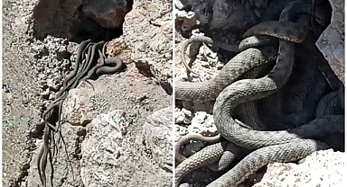 Yılanlar kış uykusundan uyandı!