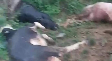 Yıldırım düşen ilçede 5 hayvan telef oldu