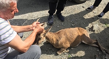 Yol kenarında buldular! Başından bir an olsun ayrılmadı